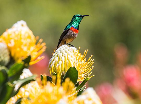 Ogród ornitologiczny