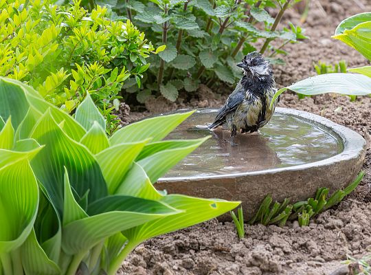 Ogród ornitologiczny