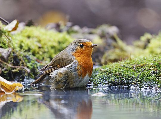 Ogród ornitologiczny