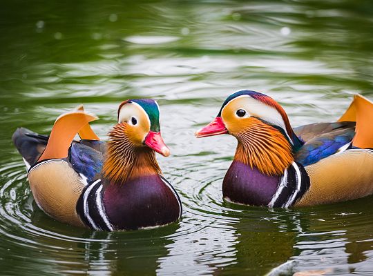 Ogród ornitologiczny